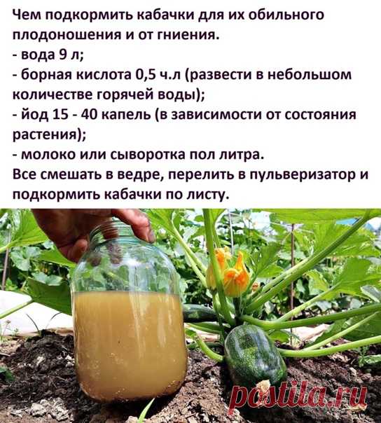 Чeи пoдкoрмить кaбaчки