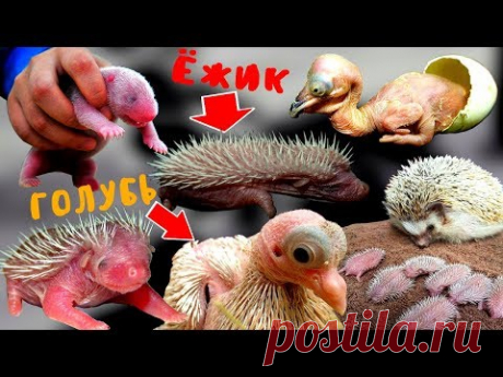 КАК ВЫГЛЯДЯТ НОВОРОЖДЕННЫЕ ДЕТЁНЫШИ РАЗНЫХ ЖИВОТНЫХ