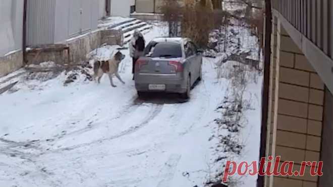 Алабай едва не растерзал жительницу Черкесска. В Карачаево-Черкессии прохожие помогли отбиться женщине от нападения огромного алабая. Об этом сообщает Telegram-канал Mash Gor. Инцидент произошел в Черкесске и попал на записи камер видеонаблюдения, женщина выходила из машины, когда на ...