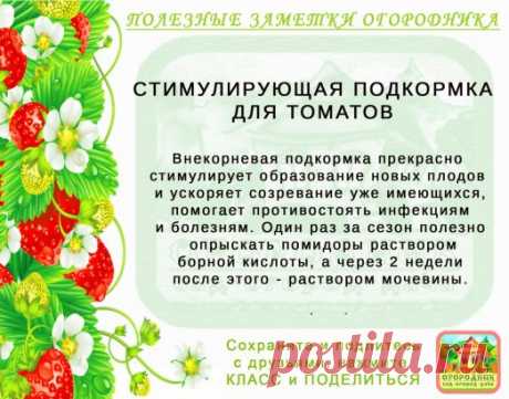 КОПИЛОЧКА  ОГОРОДНИКА!
Сохраните и поделитесь с друзьями!
#✒ЗаметкиОгородника✒