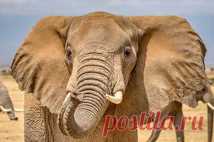 Слон растоптал справлявшую нужду женщину. В Индии гуляющая в лесу пожилая женщина по имени Карми Махто была насмерть затоптана слоном. Животное, убившее женщину, было одним из пяти слонов, зашедших на территорию деревни. Когда местные жители обнаружили Махто, они взяли оружие и принялись отгонять стадо от деревни.