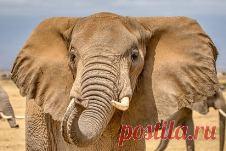 Слон растоптал справлявшую нужду женщину. В Индии гуляющая в лесу пожилая женщина по имени Карми Махто была насмерть затоптана слоном. Животное, убившее женщину, было одним из пяти слонов, зашедших на территорию деревни. Когда местные жители обнаружили Махто, они взяли оружие и принялись отгонять стадо от деревни.