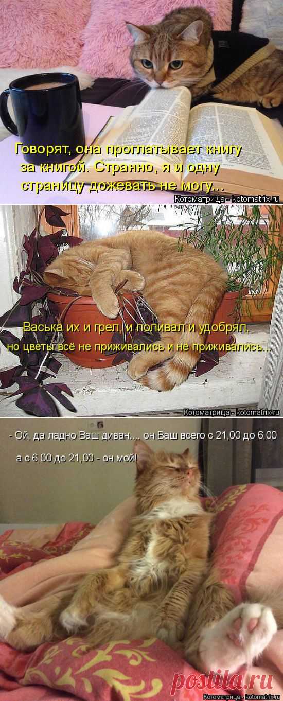 Добрый вечер вам желают котики и компания :)))