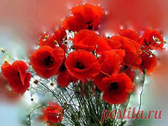 (8) Одноклассники