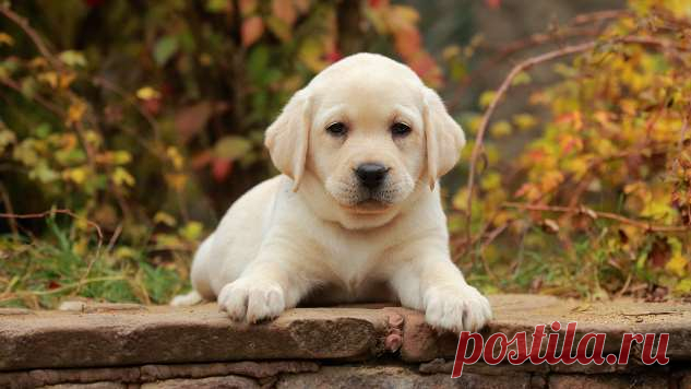 С чего начать воспитание щенка: дрессировка щенков — 7 правил | Краше Всех