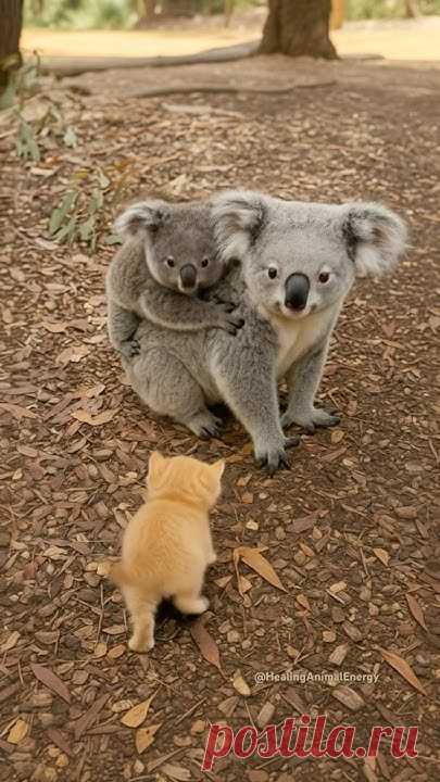 A tiny kitten lost its mother deep in the forest…  Just when everything seemed hopeless, a gentle koala stepped in and gave the little one a warm, loving hug...