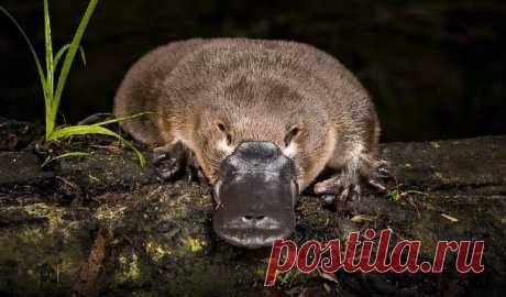 Экологи Австралии обеспокоены значительным снижением численности утконосов | Живой мир - природа