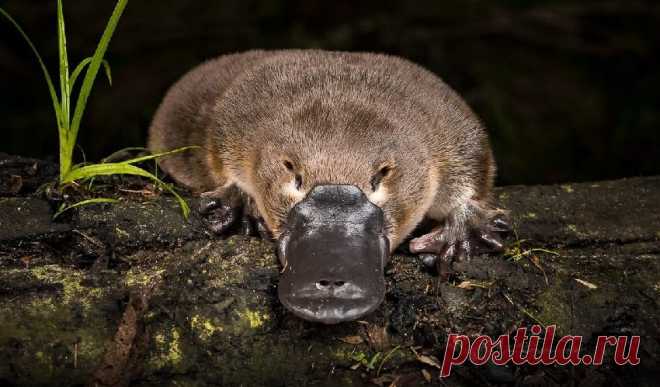 Экологи Австралии обеспокоены значительным снижением численности утконосов | Живой мир - природа