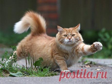 Одной семье повезло с котом. Читать крайне рекомендуется!