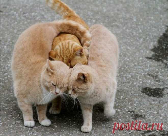 Подборка забавной живности (38 фото)