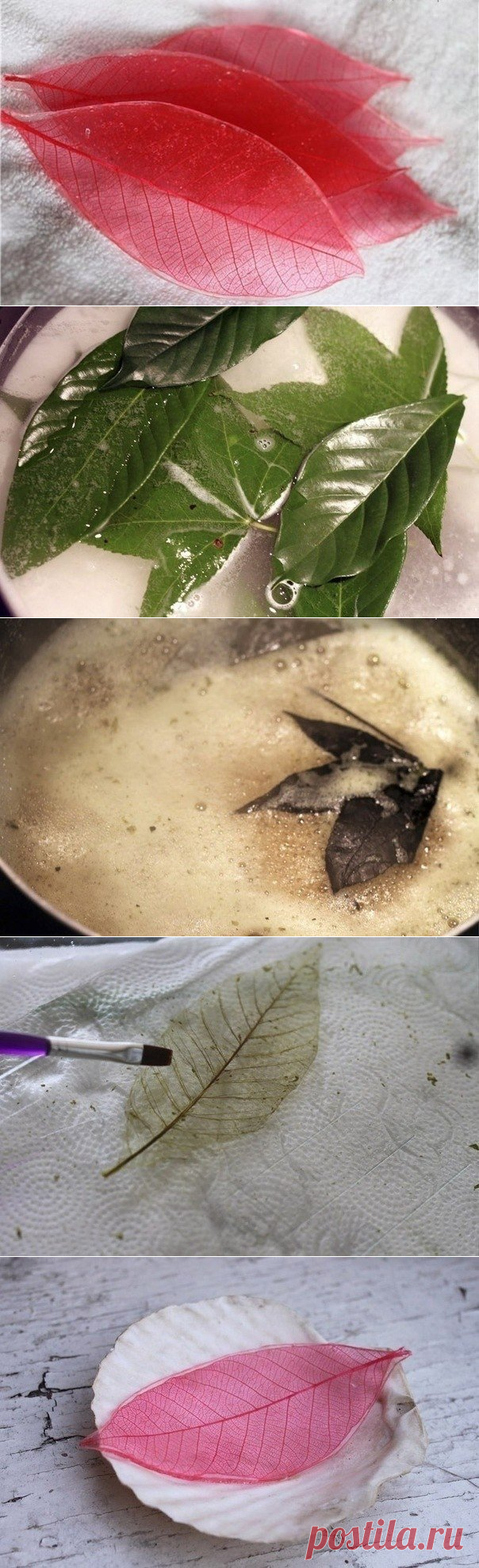 Красивые листья для декора.(Скелетирование) 