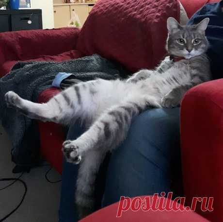 Этот кот обожает переодевания, и восхитителен в любых образах