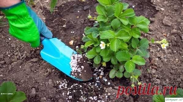 6 рeцeптов подкормки клубники вecной для большого урожaя.