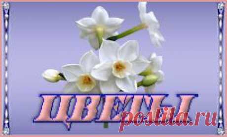 Бродилка по клипарту и декору