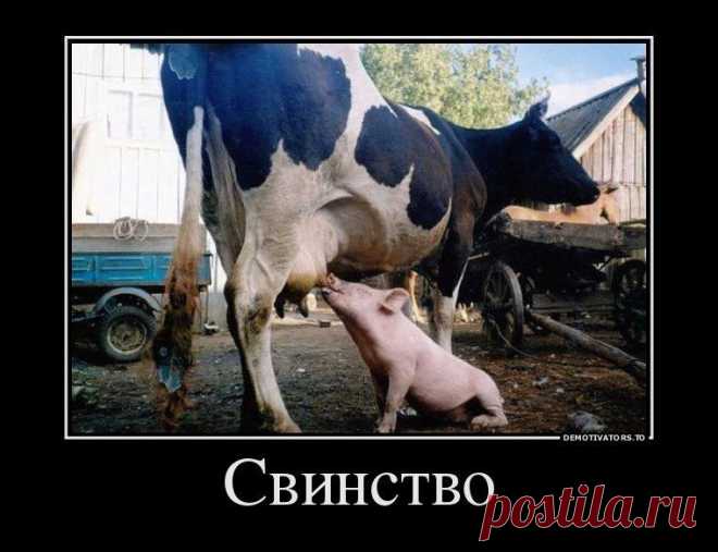 Демотиваторы / Приколы