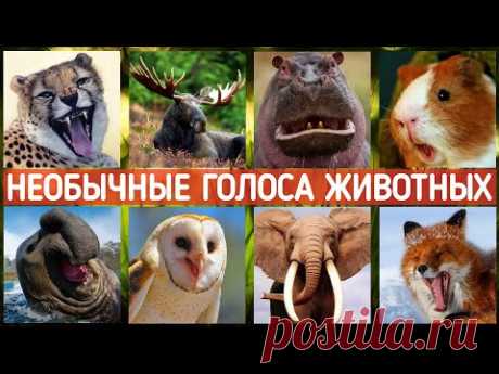 Животные, которые издают невероятные звуки🐱 Голоса природы