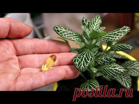 1 аптечная капсула под любой домашний цветок вызывает мгновенное цветение! Витамины для дом. цветов!