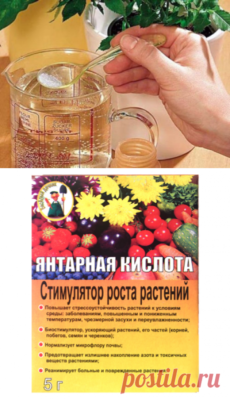 Янтарная кислота для комнатных растений - советы, рекомендации