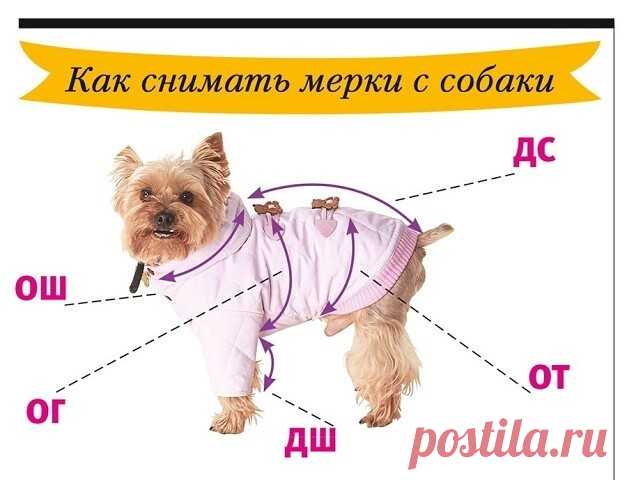 Комбинезон для любимой собаки