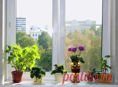Дачный отдых комнатных растений.