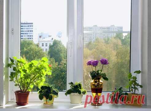 Дачный отдых комнатных растений.