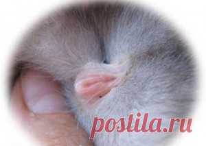 Случка кроликов или спаривание кроликов | KrolikProfi.ru