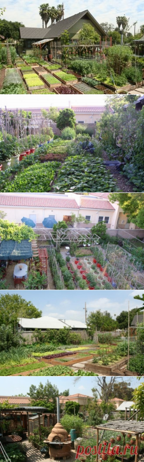 Как земельный участок в 4 сотки может прокормить полгорода? | {{ $gimme->issue->name }} ({{ $gimme->publication->name }})