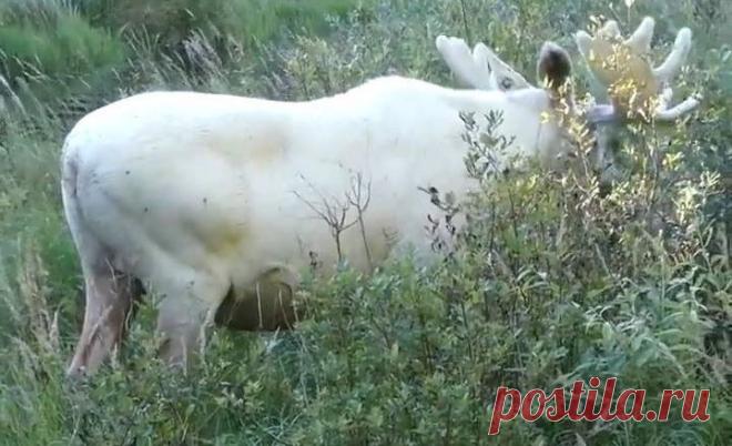 Watch - Интересное