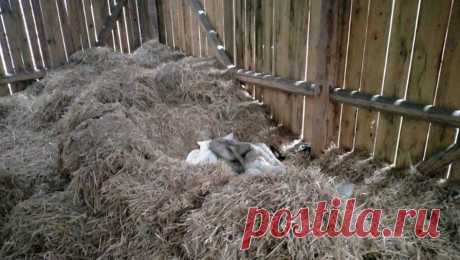 Поляк жил в стогу сена, чтобы не платить алименты. В Польше мужчину, который не платил алименты, нашли живущим в стогу сена в деревне Банковице. Об этом сообщает местное отделение полиции. По данным ведомства, полицейские муниципалитета Опатув получили информацию, что разыскиваемый в ...