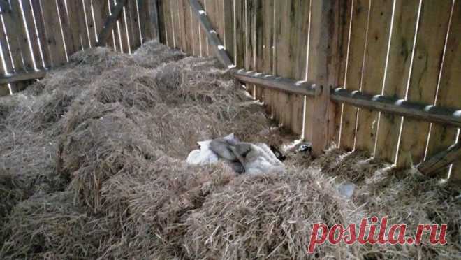 Поляк жил в стогу сена, чтобы не платить алименты. В Польше мужчину, который не платил алименты, нашли живущим в стогу сена в деревне Банковице. Об этом сообщает местное отделение полиции. По данным ведомства, полицейские муниципалитета Опатув получили информацию, что разыскиваемый в ...