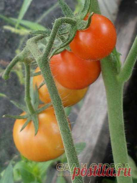 Семена томатов из плодов