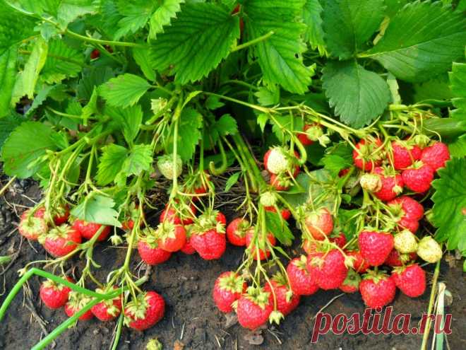Вкусный Огород: Посадка и уход за клубникой