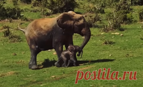 Мужчины спасли ослабевшего слоненка из ямы, но тут появилось стадо разъяренных слонов и случилось то, что никто не ожидал | Тайган | Дзен