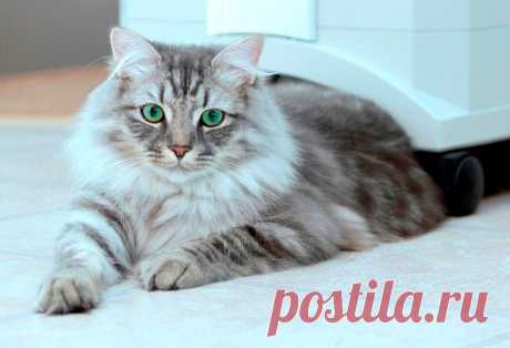 Про кошку-воришку и потерянные ключи… Даю голову на отсечение, она забавлялась, издеваясь надо мной!