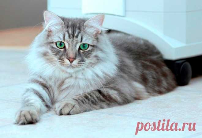 Про кошку-воришку и потерянные ключи… Даю голову на отсечение, она забавлялась, издеваясь надо мной!