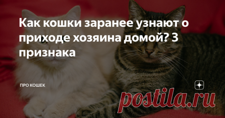 Как кошки заранее узнают о приходе хозяина домой? 3 признака Если у Вас живет кот, то наверняка Вы замечали, что по приходу домой, он всегда встречает у двери. Откуда кот заранее узнает о том, что Вы скоро придете? Давайте разбираться