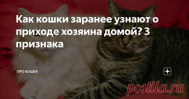 Как кошки заранее узнают о приходе хозяина домой? 3 признака Если у Вас живет кот, то наверняка Вы замечали, что по приходу домой, он всегда встречает у двери. Откуда кот заранее узнает о том, что Вы скоро придете? Давайте разбираться