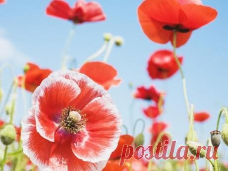 (99+) Одноклассники