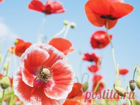 (99+) Одноклассники