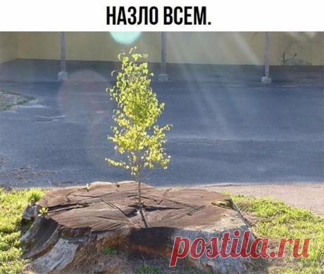 Злые мысли человечества