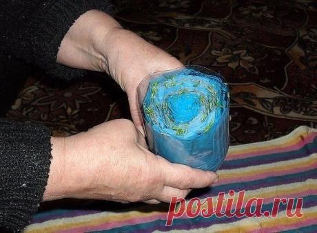 Выращиваем рассаду без земли, на полоске из целлофанового пакета.