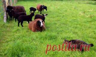 В Ирландии кот помогает фермерше пасти овец - 20 Мая 2014 - Наша планета.Новости экологии