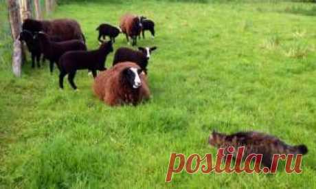 В Ирландии кот помогает фермерше пасти овец - 20 Мая 2014 - Наша планета.Новости экологии