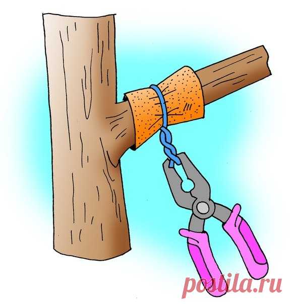 Способы заставить деревья плодоносить быстрее 
Так бывает: посадишь деревце, ждешь плодов год, два, три… восемь (!), а урожая все нет. Впору бери топор и руби бесполезное создание природы. Но, подождите, не спешите. Да, это проблема, однако она л…