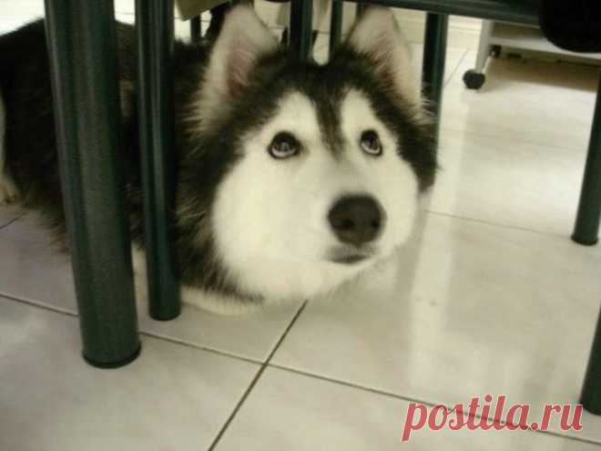 (+1) тема - Талли - воспитанная кошками собака-маугли | Четвероногий юмор