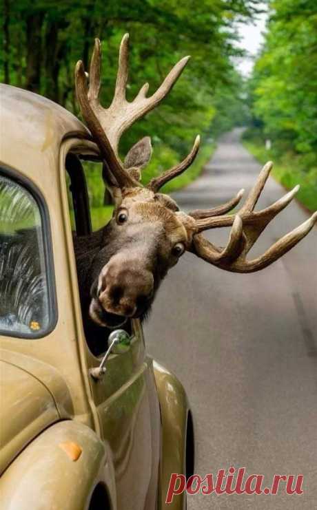Пин на доске funny animals