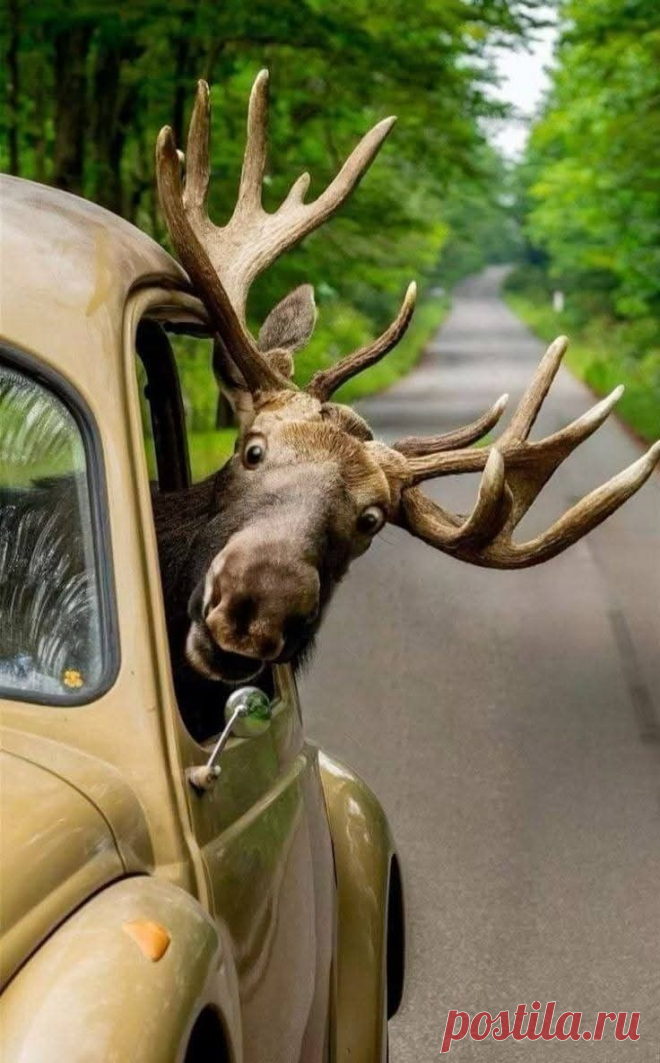 Пин на доске funny animals