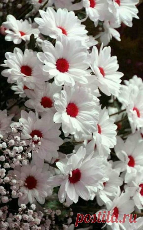 (41) Pinterest