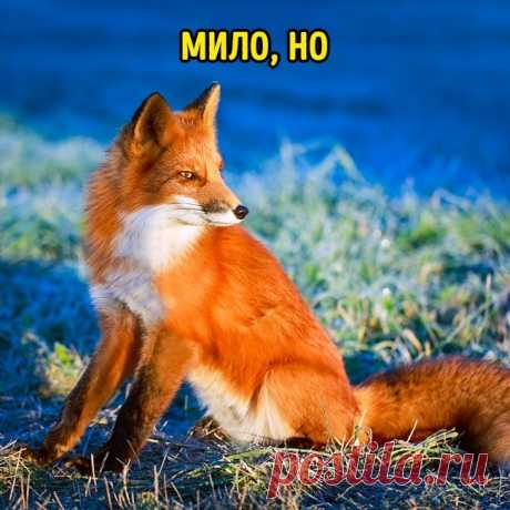 10 милых созданий, которые гораздо опаснее, чем мы думали