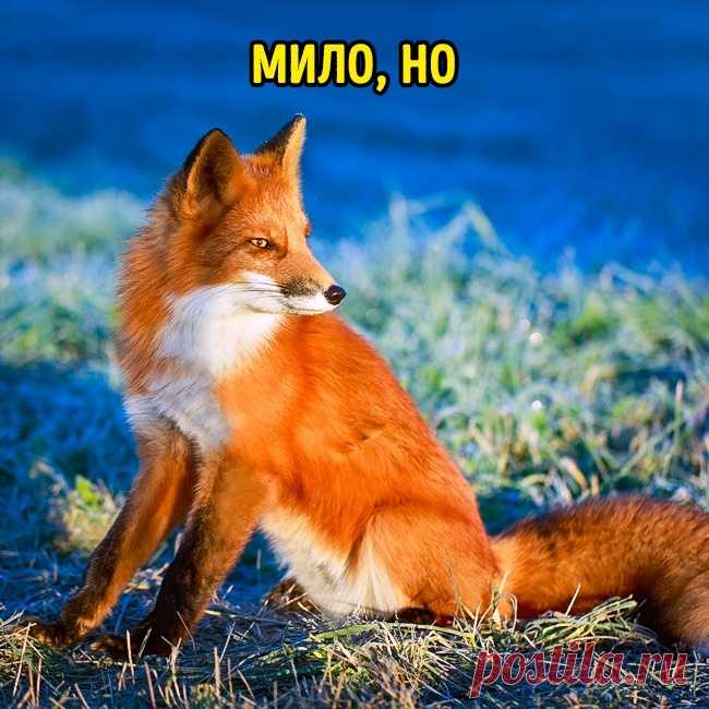 10 милых созданий, которые гораздо опаснее, чем мы думали